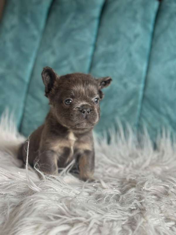 Bulldog frances fluffy 