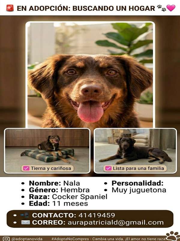 se da en adopcion en busca de un hogar