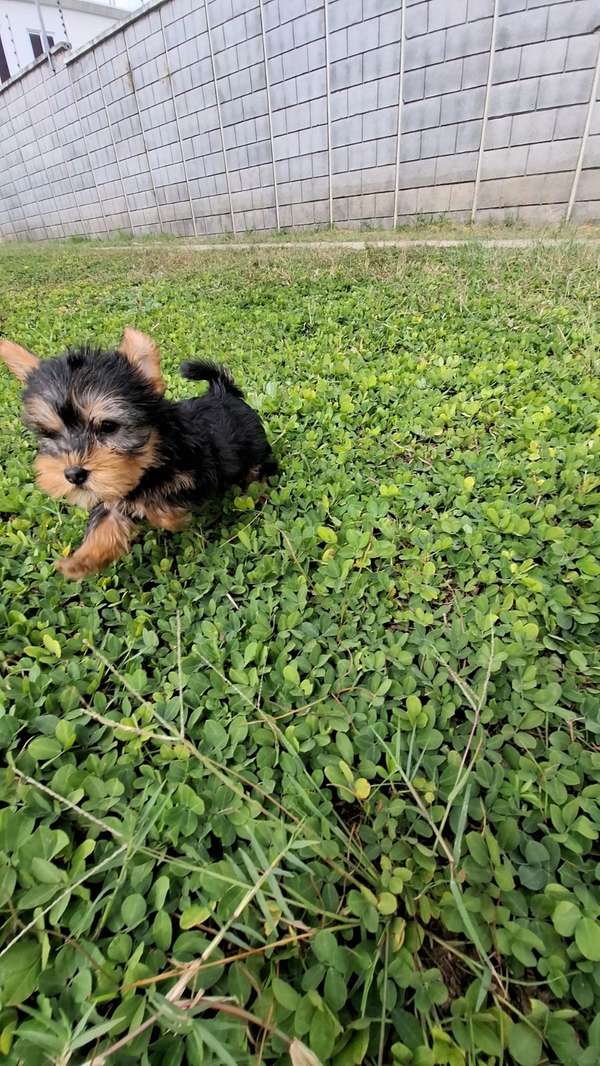 Yorkie Terrier