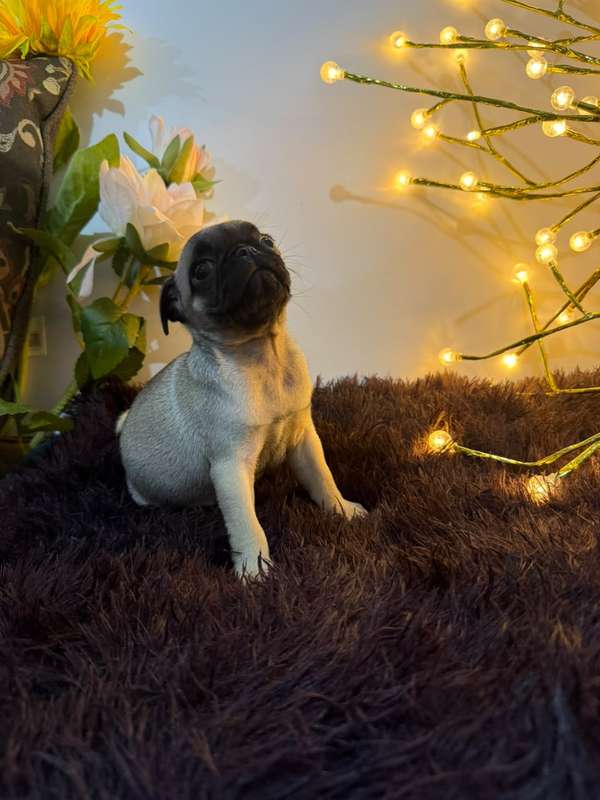 Purebred Pug puppies looking for their new homes!