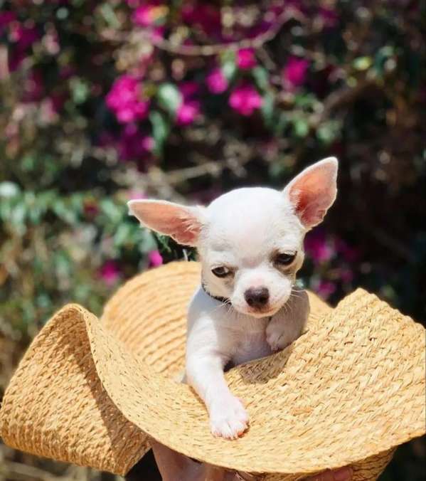 Chihuahua mini cabeza de manzana 