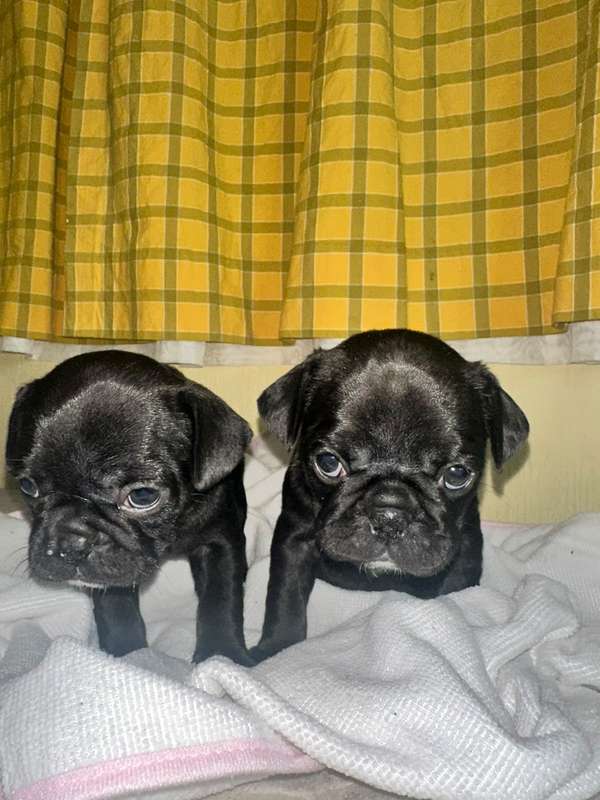 HERMOSOS CACHORRITOS PUG/ BULL DOG FRANCÉS 