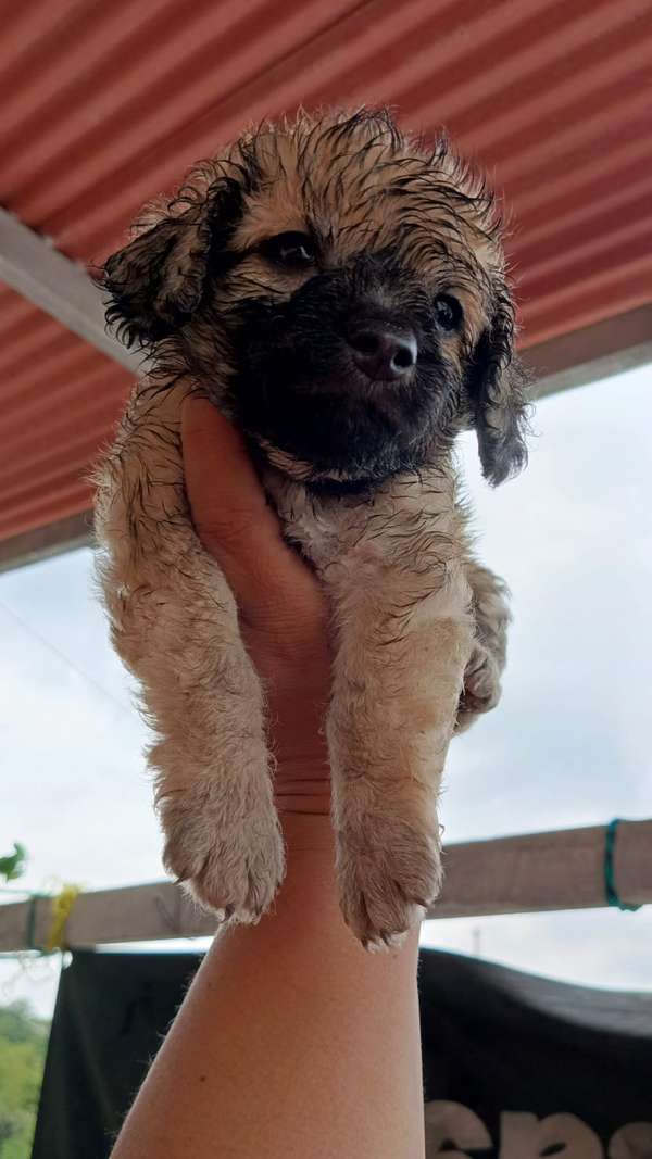 Preciosos fench poodle toy de os pequeños 