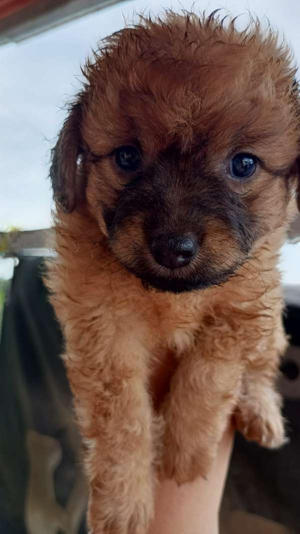 Hermosa french poodle toy hembra color caramelo 