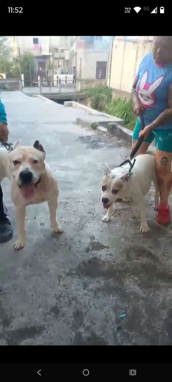 Dogos guatemaltecos 