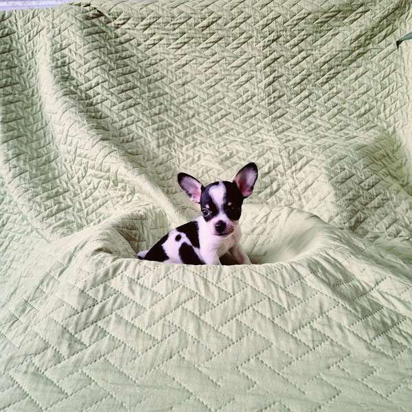 Chihuahua de bolsillo 