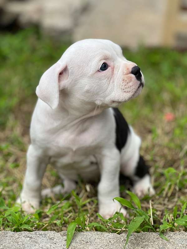 American Bully 