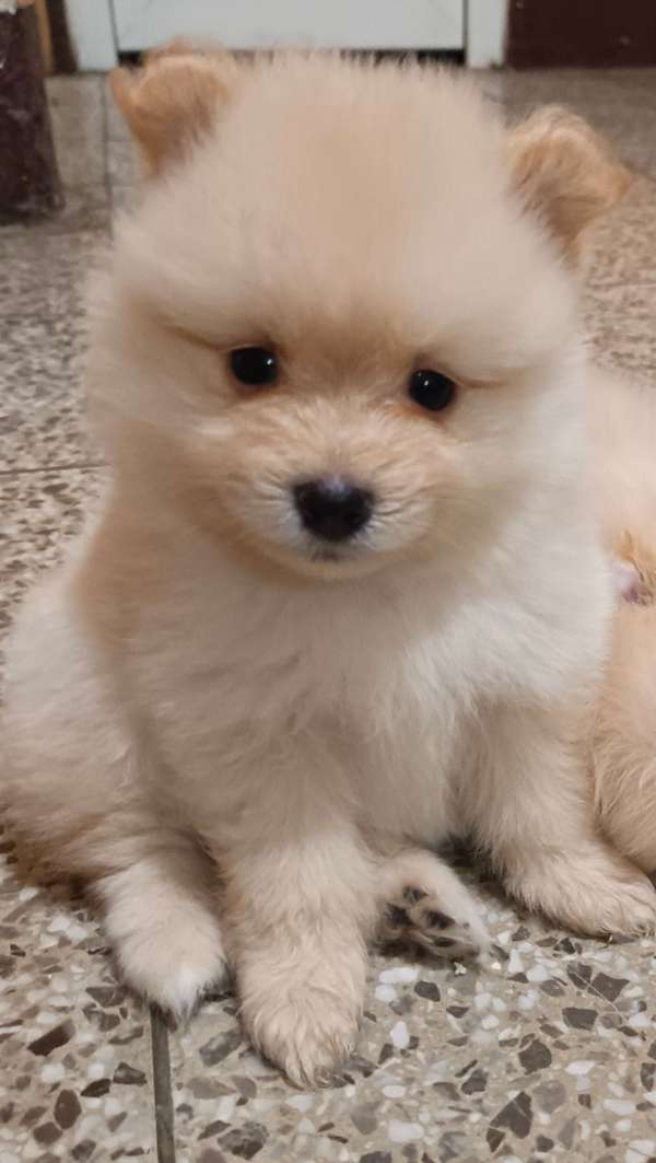 POMERANIA SPITZ ALEMÁN 