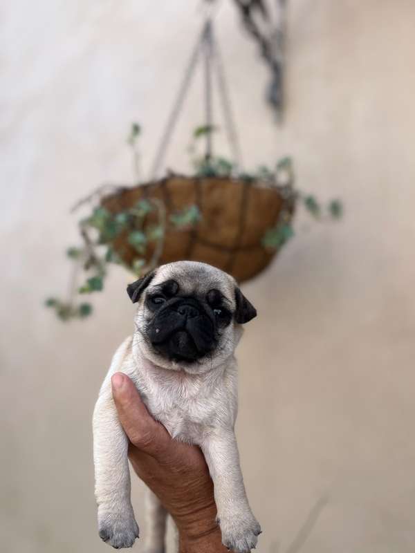 Pug hembra
