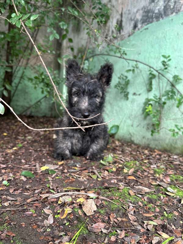 Terrier Escocés (Atigrado)