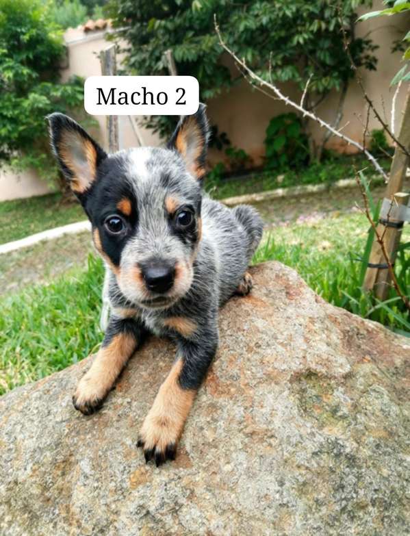 Cachorros Blue Heeler / Pastor Ovejero Australiano