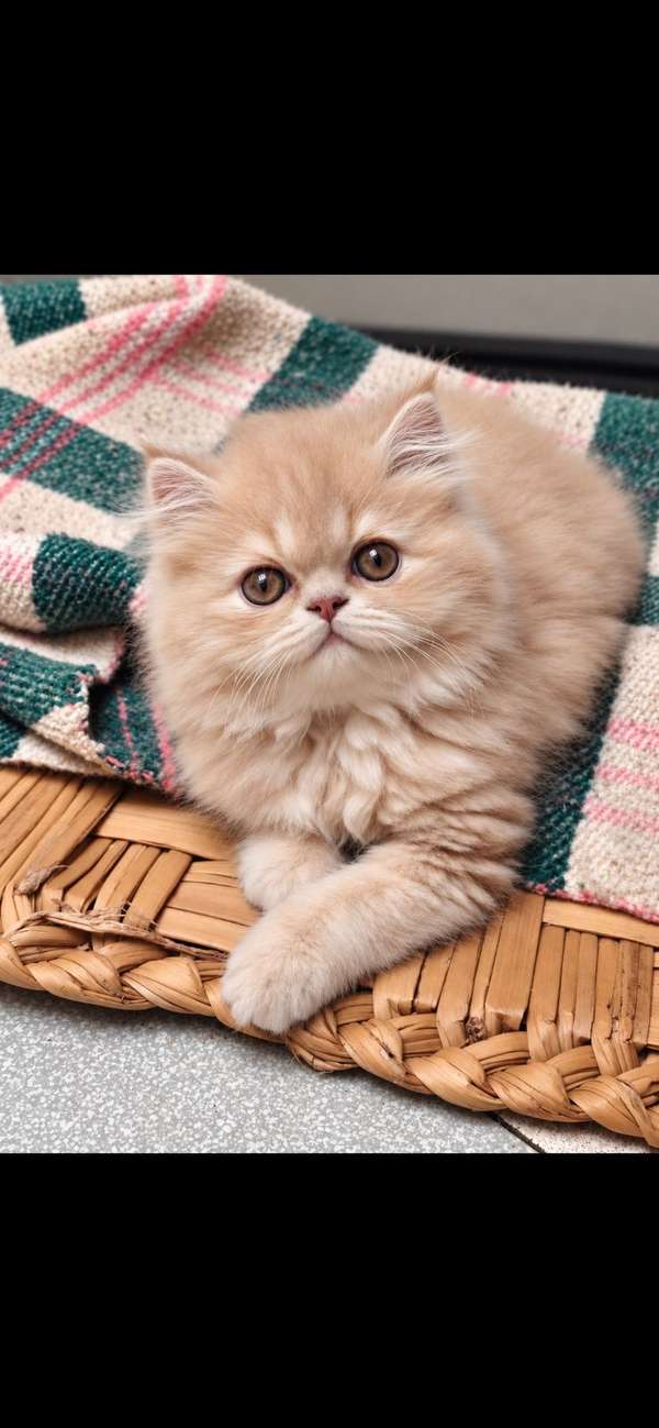 Gato persa 
