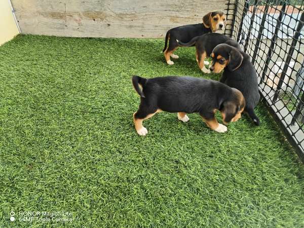 Beagle solo hembras