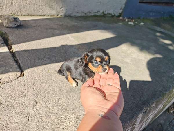 Chihuahuas cabecita de manzana pura raza 