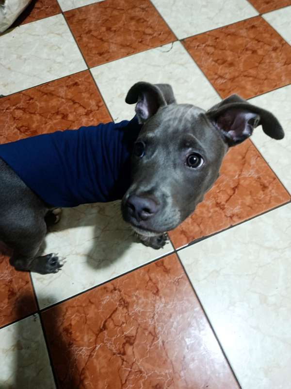Cachorro Pitbull macho 