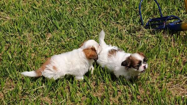 Hermosos shitzus imperiales chatos 