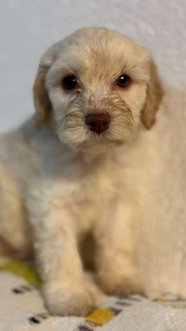 Hermosos French Poodle 