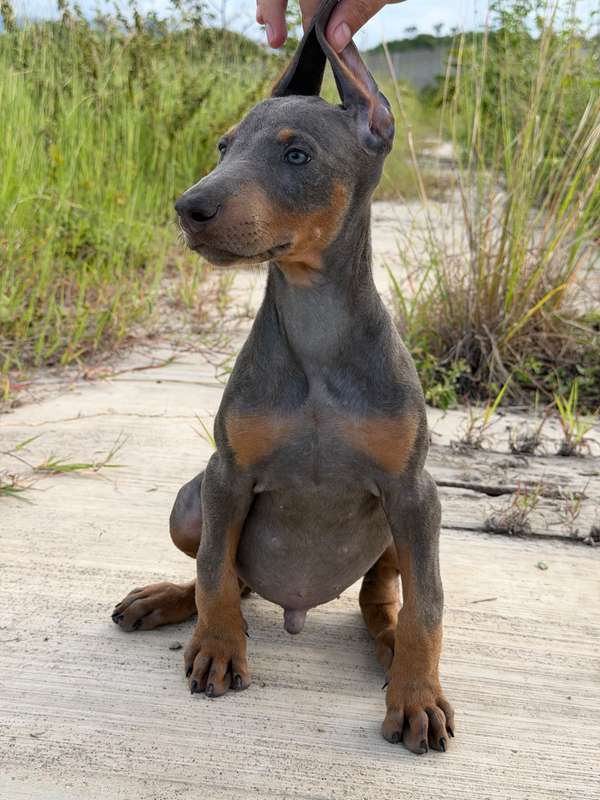 DOBERMAN EUROPEO