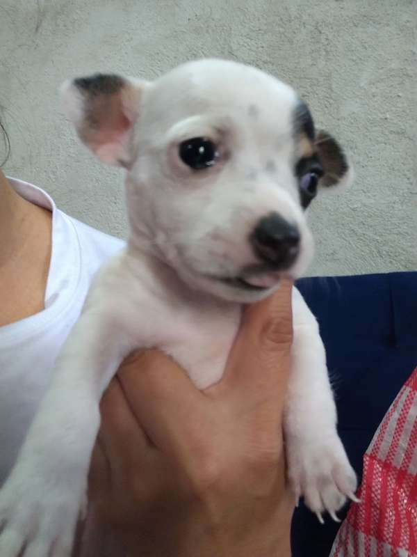 Perro chihuahua patitas de venado 