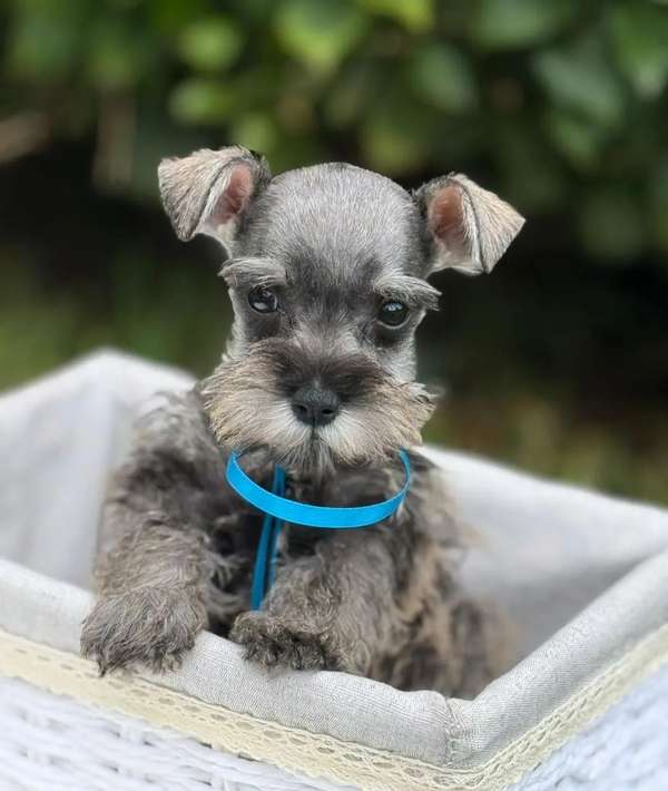 Hermosos Schnauzer Mini