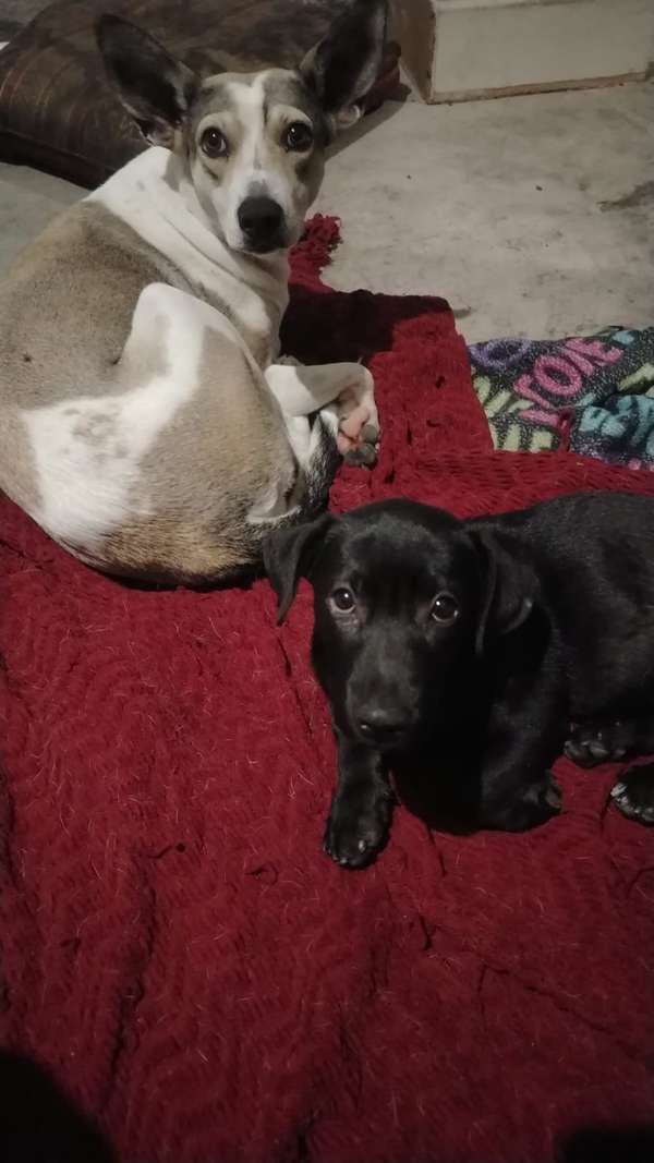 REGALO PERRITO CARIÑOSO 