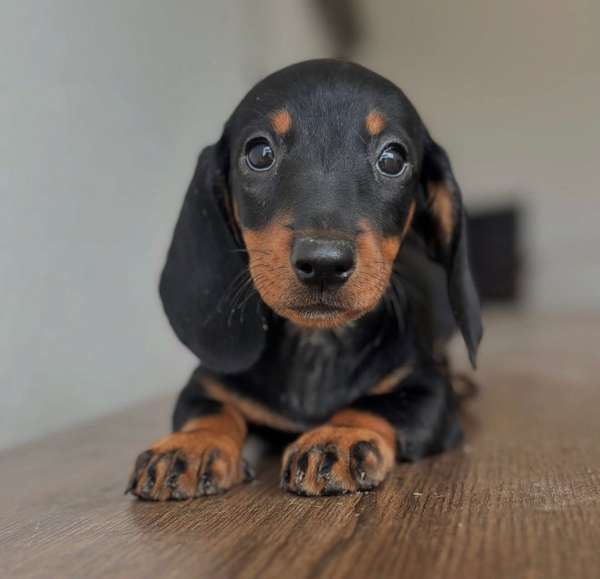 Hermoso Dachshund Salchicha 