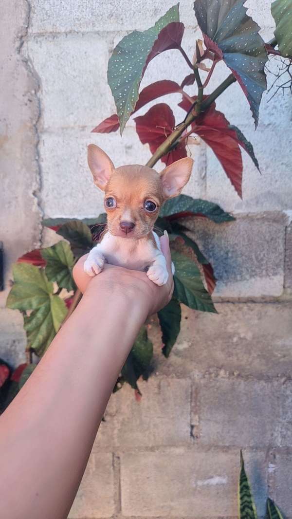 Chihuahua de bolsillo 