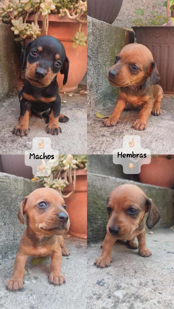 Perros Salchicha