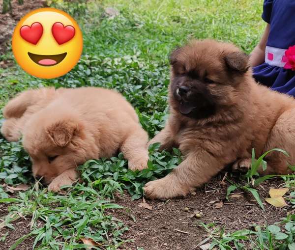 Chow Chow 
