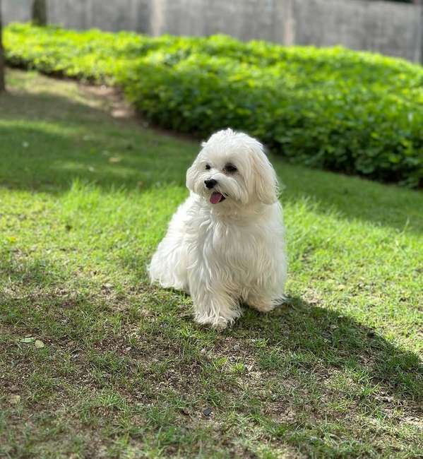 Linda Bichon Maltese 