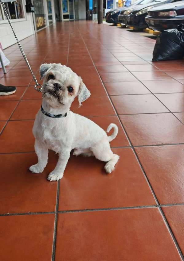 Hermoso shitzu macho de 10 meses