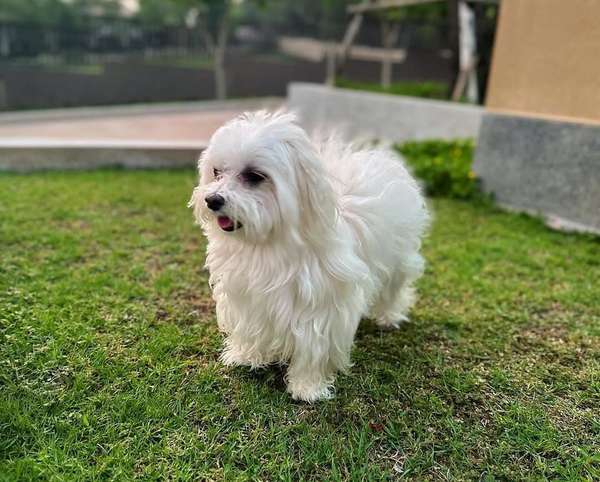 Hermosa Bichón Maltese 