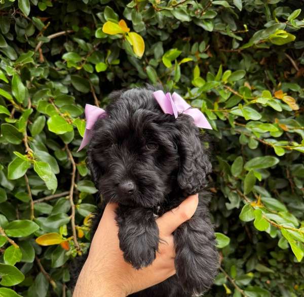 Linda Goldendoodle 