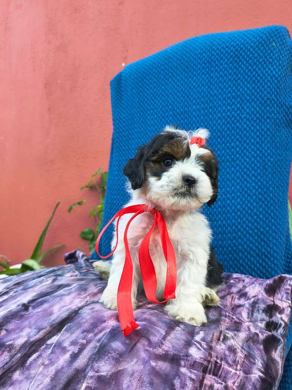 Preciosos cachorritos Shitzu