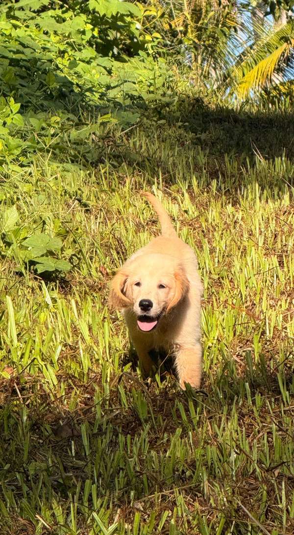 Golden Retriever 