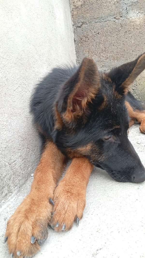 Cachorra Pastor Alemán pura raza 5 meses exactos 