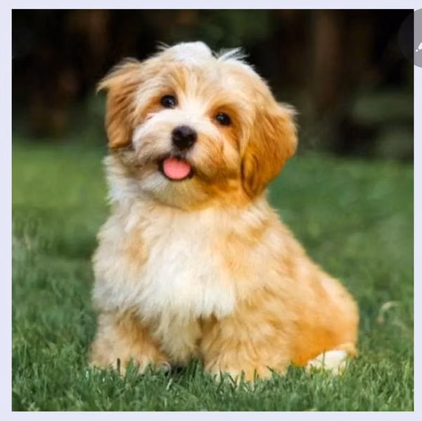 Bichon habanero