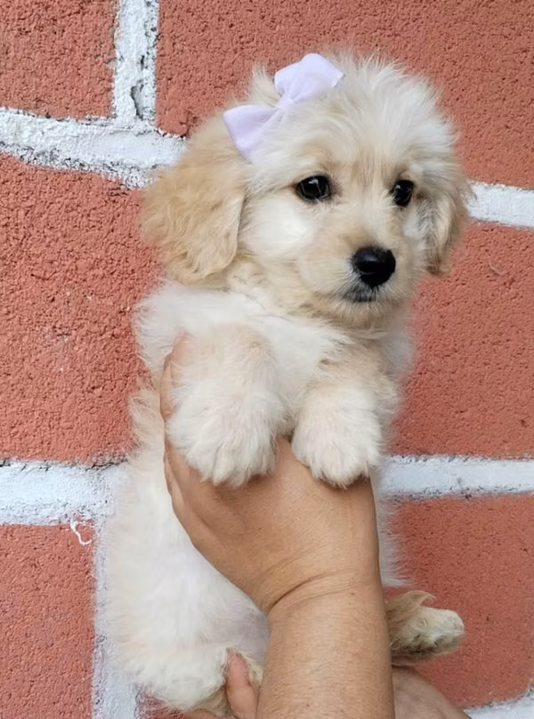 Terrier