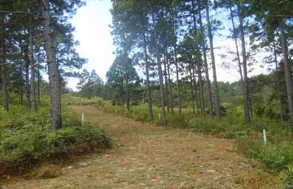 SE VENDEN 7.4 MZ de TERRENO EN EL MIRADOR DE OJOJONA