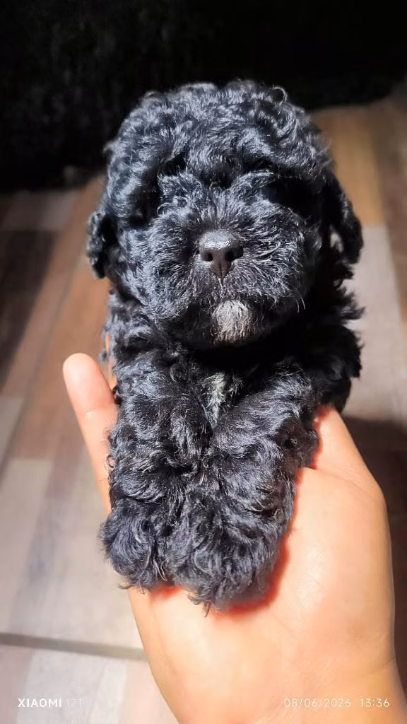 Frenchpoodle toy puros