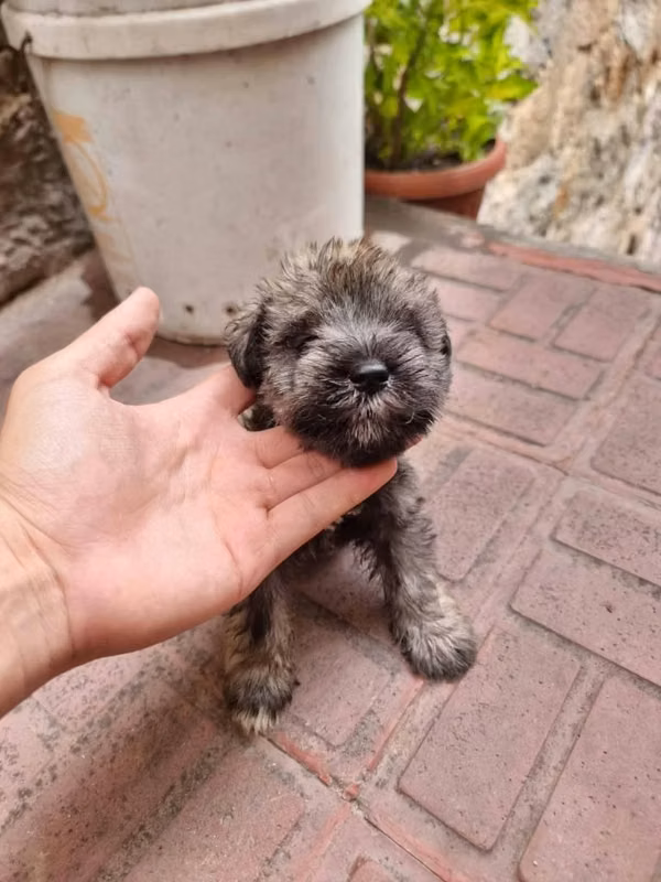 Hermosos cachorros Schnauzer 