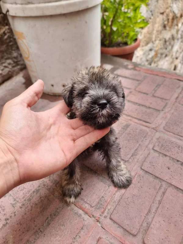 Hermosos cachorros Schnauzer 