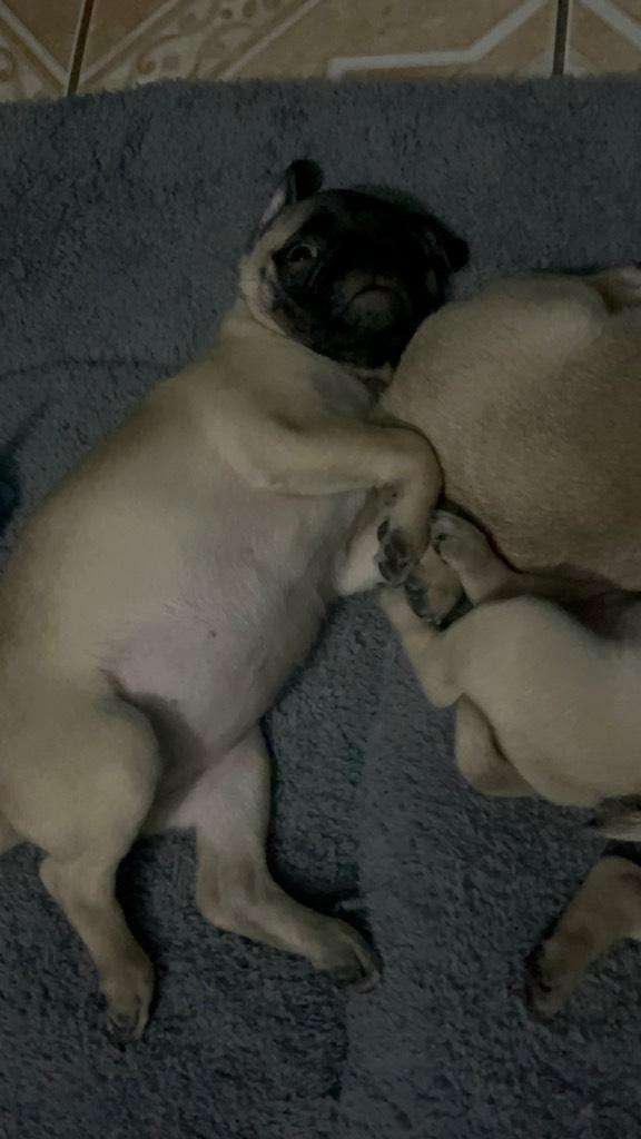 Pug