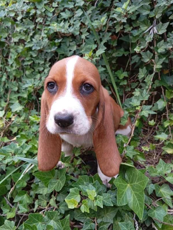 Basset Hound