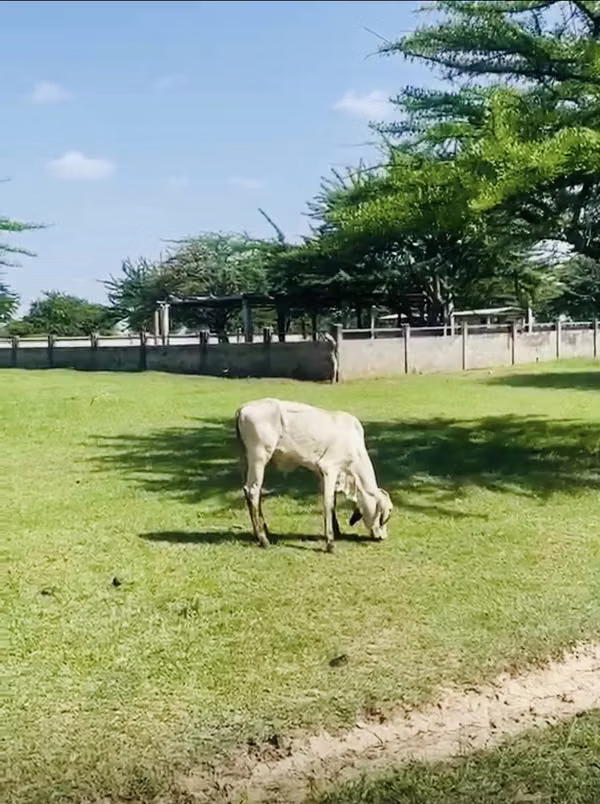 Terreno  (Finca ) De Venta En CHOLUTECA 53 MANZANAS