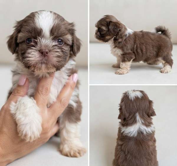 DIPPONABLE Reservation: SHIHTZU LEGITIMO, PURO ENTRY IMMEDIATE!