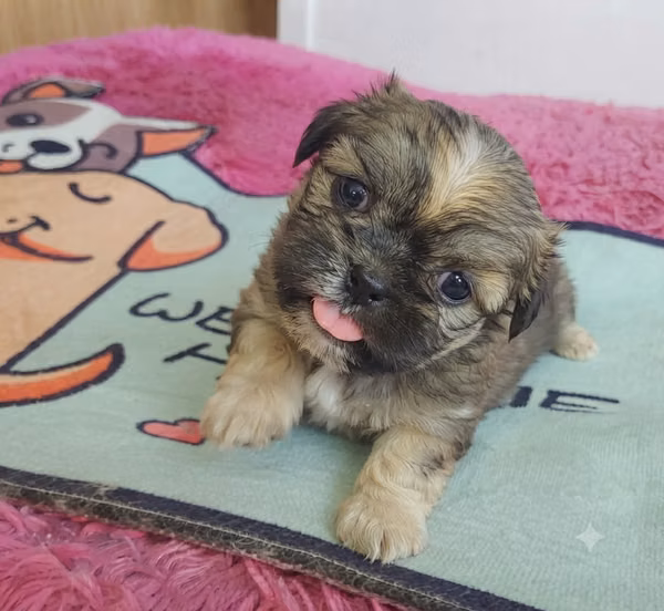 AVAILABLE: SHIH TZU PURE FINE LINE 100%!