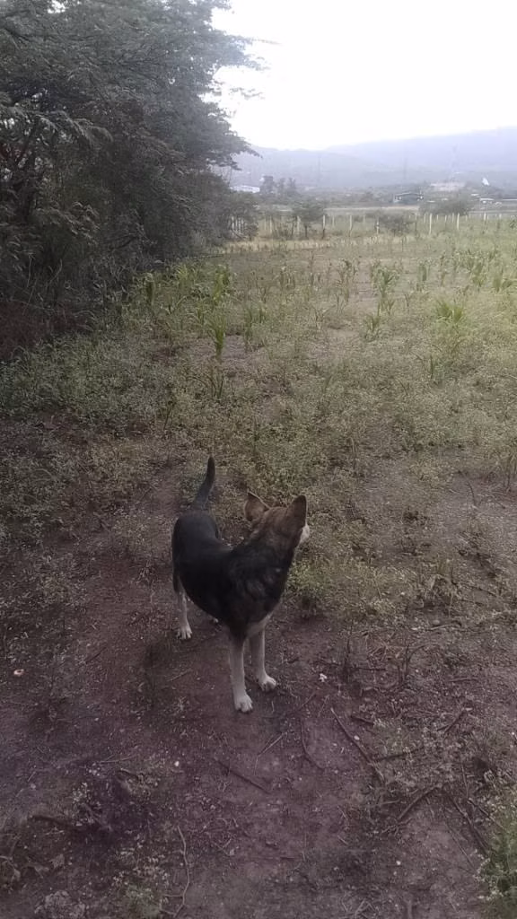 Vendo lotes de terrenos en el valle de amarateca