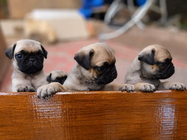 Pug