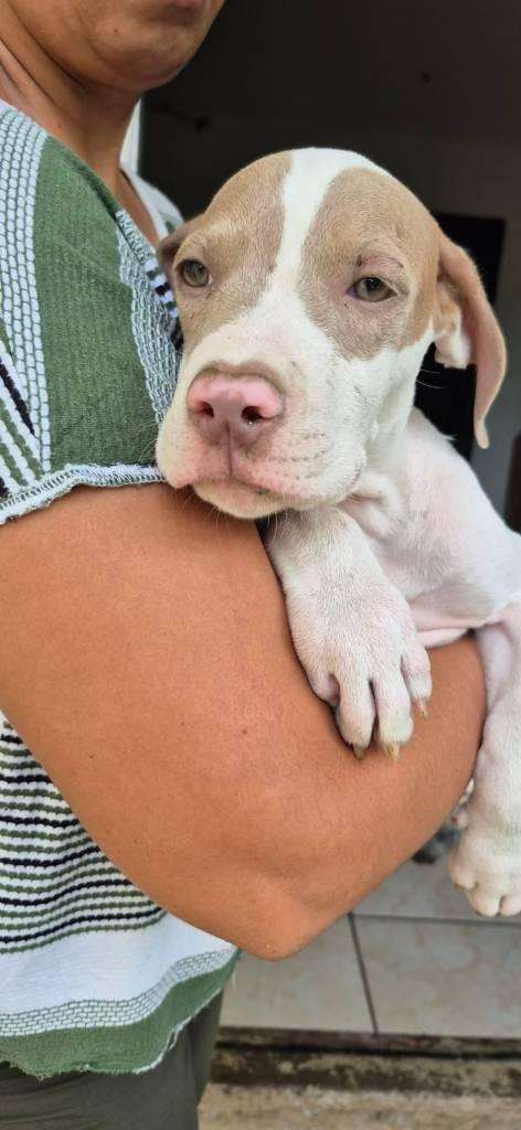 Se vende Perrita Pitbull  con Dogo Argentino